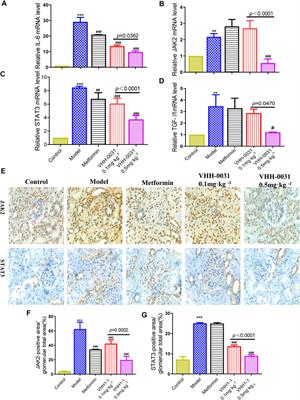 Renoprotective Effect of the Recombinant Anti-IL-6R Fusion Proteins by Inhibiting JAK2/STAT3 Signaling Pathway in Diabetic Nephropathy